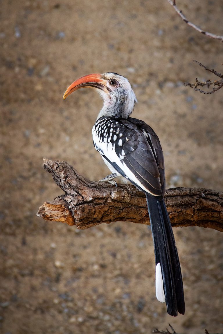 yellow-billed hornbill, bird, perched-3774974.jpg